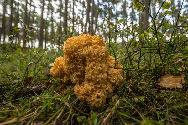 Wood Cauliflower fungus