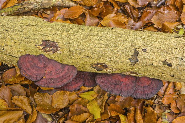 Thin walled maze polypore