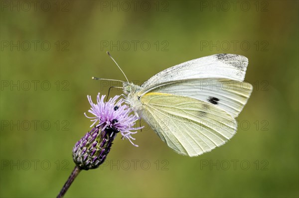 Small Small white