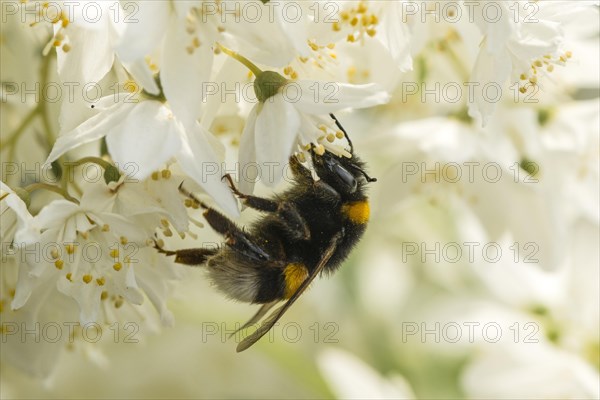 Large earth bumblebee