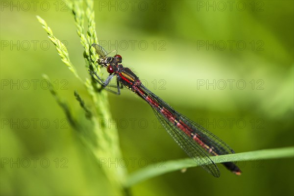 Large red damselfly