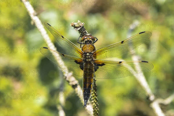 Four-spotted chaser