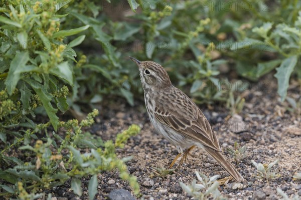 Berthelot's Pipit