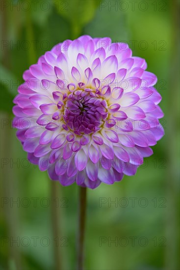 Decorative dahlia