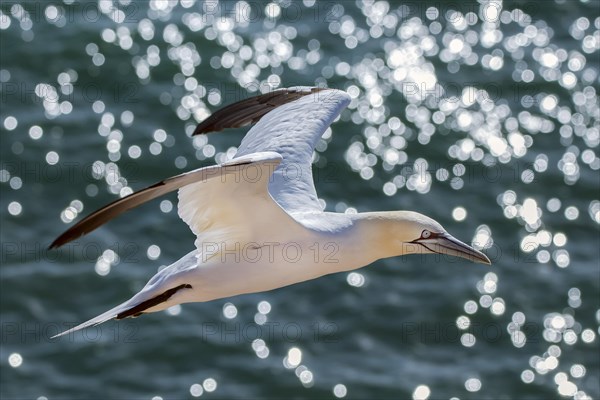 Northern gannet