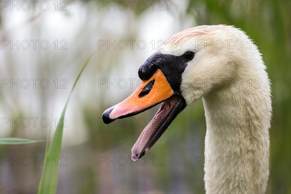 Mute swan