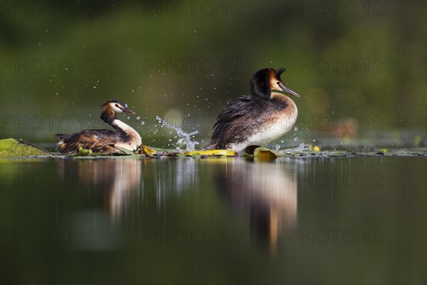 Great crested grebe