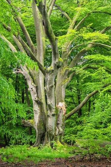 Huge overgrown beech