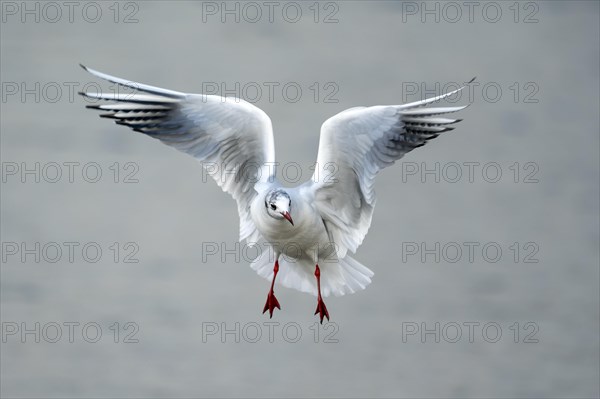 Black-headed gull