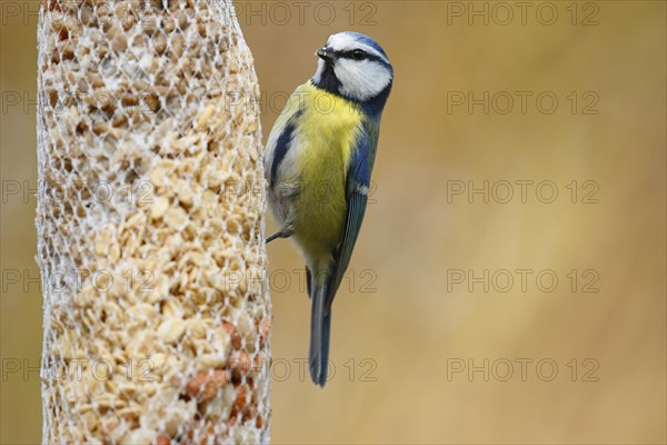 Blue tit