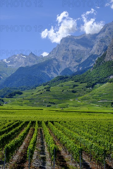 Rhone Valley