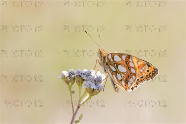 Queen of Spain fritillary butterfly