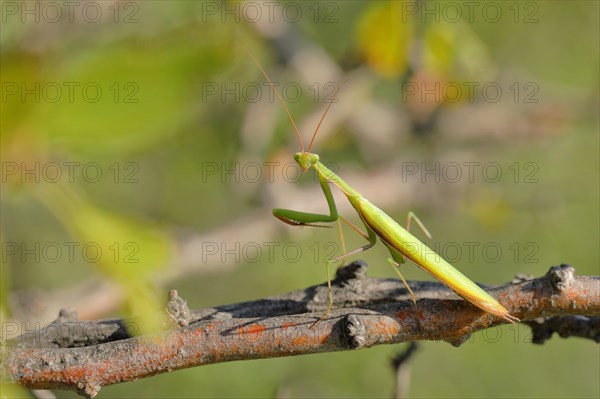 European mantis