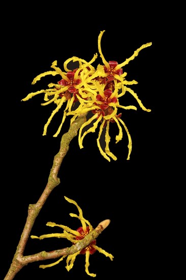 Flowering witch hazel