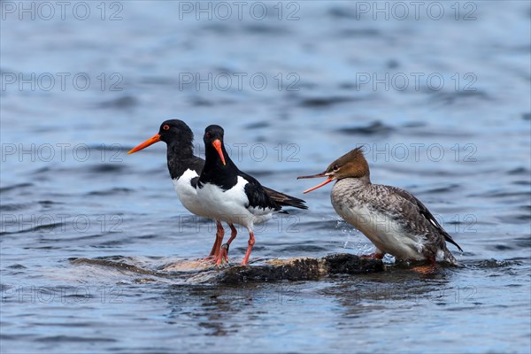 Eurasian oystercatcher