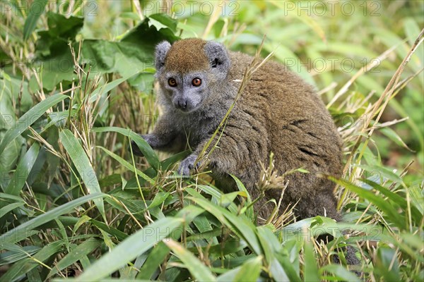 Lac Alaotra bamboo lemur