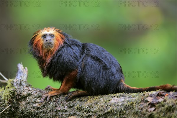 Golden-headed lion tamarin