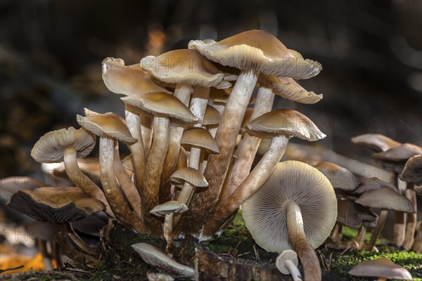 Conifer tuft