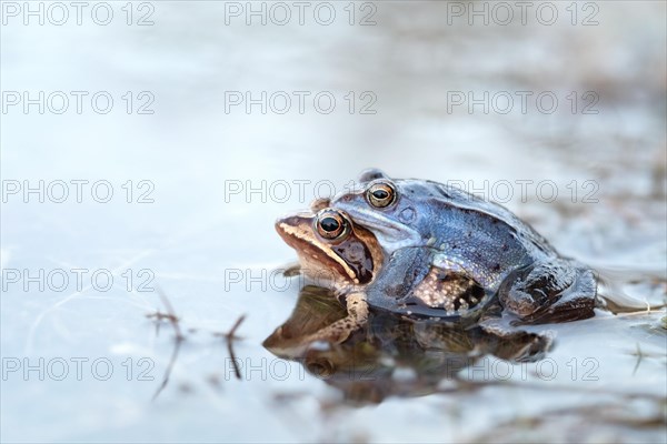 Moor frog