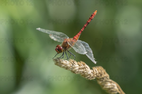 Ruddy Darter