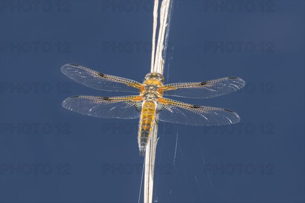 Four-spotted chaser