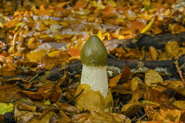 Common Common stinkhorn