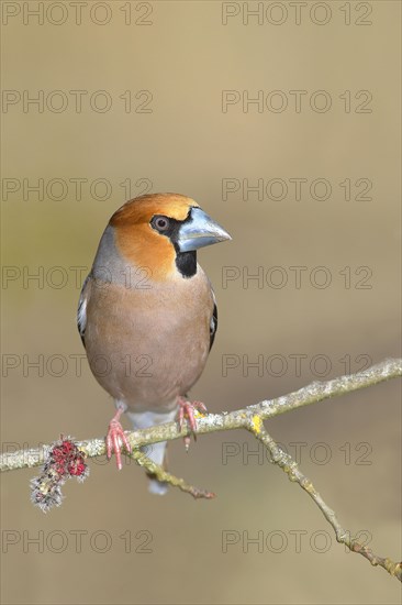 Hawfinch