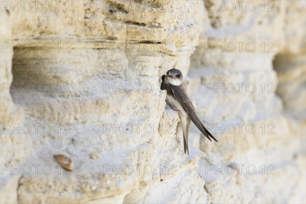 Sand Martin