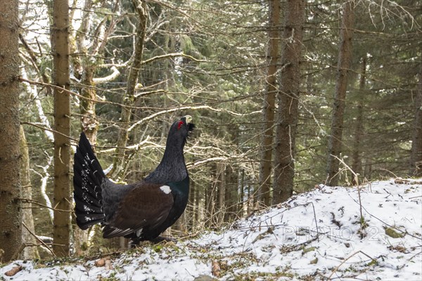 Western capercaillie