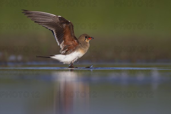 Collared pratincole