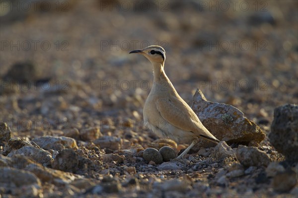 Racing bird