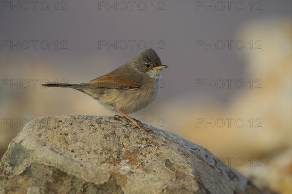 Spectacled warbler