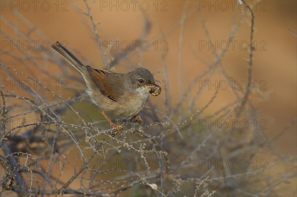 Spectacled warbler