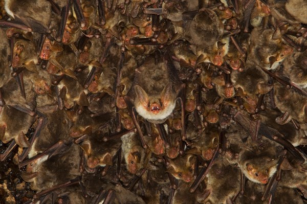 Punic mouse-eared bat