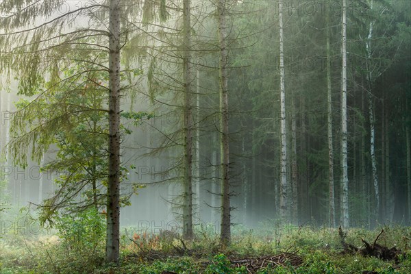 Spruce forest with fog in the early morning