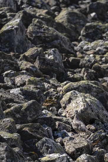 Camouflaged ptarmigan