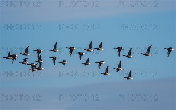 Brent Geese in flight