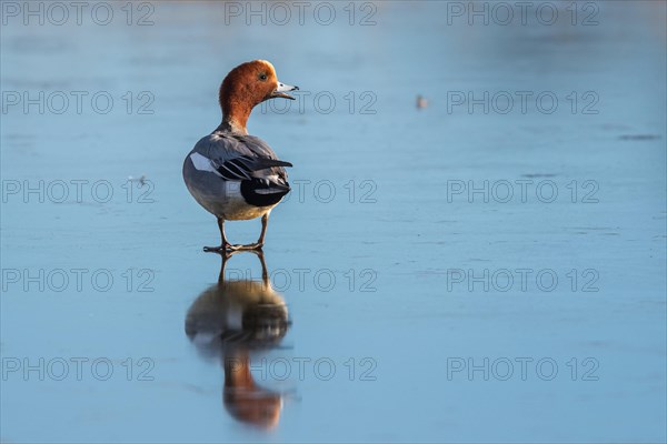 Eurasian Wigeon