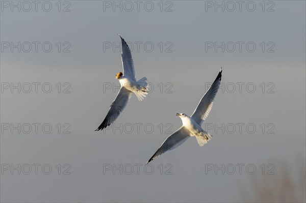 Black-headed gull