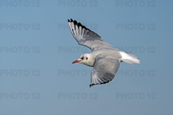 Black-headed gull