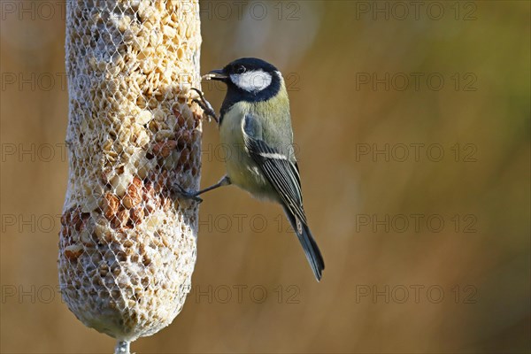 Great tit