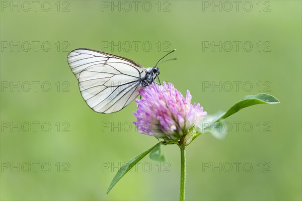 Black-veined white