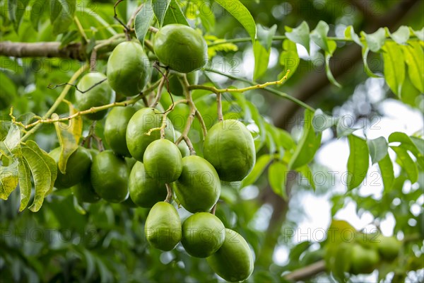 Hog Plum