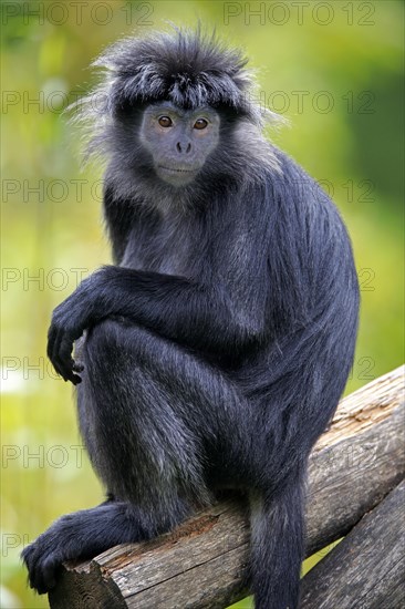 Javan lutung