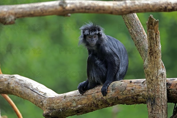 Javan lutung