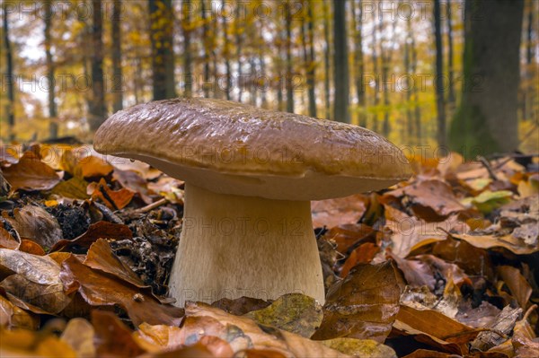 King bolete y