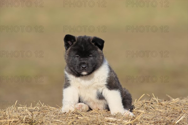 American Akita puppy