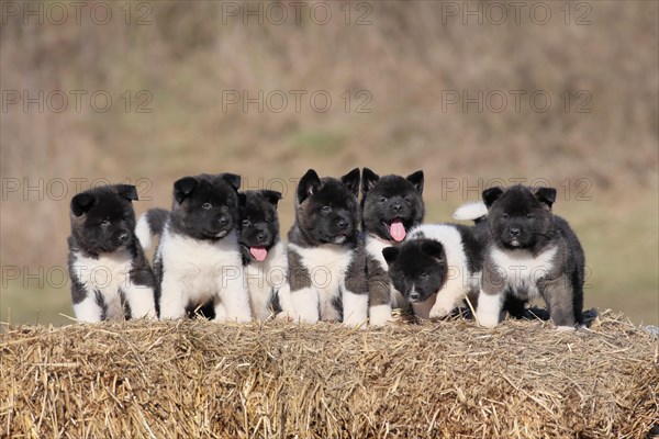 American Akita puppies