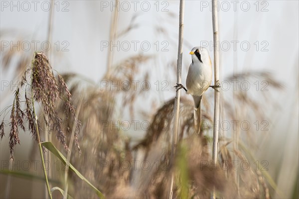 Bearded reedling