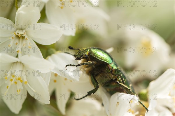 Rose chafers